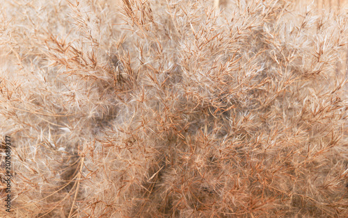 Close-up of dried grass with soft, feathery texture in natural setting