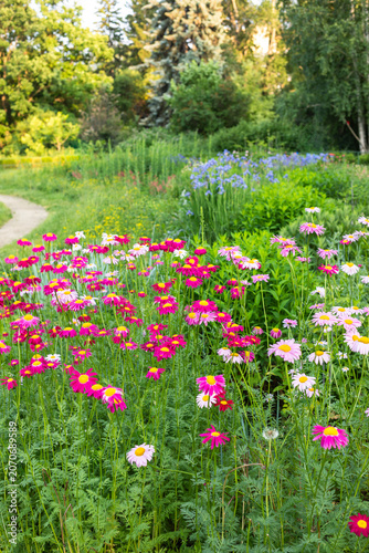 Colorful wildflowers blooming along a winding garden path in summer