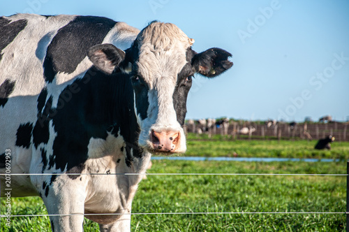 Holstein Friesian - Holando Argentino Dairy Cow Portrait in Green Pasture on a Sunny Day