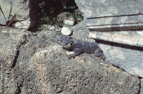 Tableau sur toile Agma Stellio Hardun or Hardun or Starred Agama