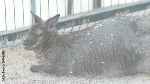 Small wallaby kangaroo lies on the ground near the fence and falls asleep. Exotic marsupial animal dozing in a zoo enclosure.