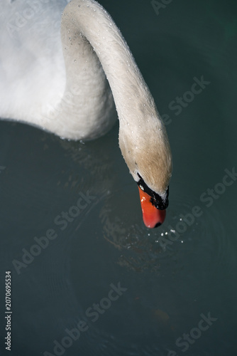 Beautiful close-up portrait of a swimming white swan head and curved neck over deep pond water background with copy space.
