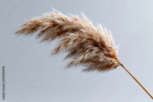 Pampas grass swaying gently in soft light against a plain background during daylight hours