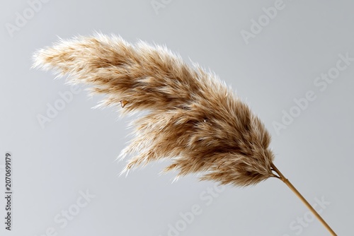 Pampas grass stands tall against a simple background in a bright setting