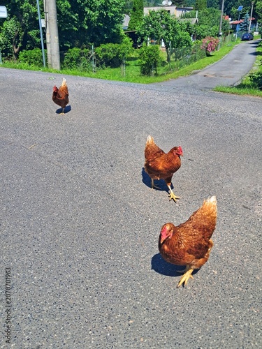 Three free range domestic brown hens walking along a rural village asphalt road on a sunny summer day.