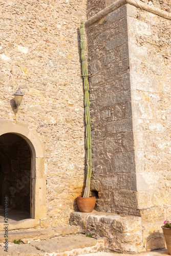 Giant cactus on the outside of a greek cloister