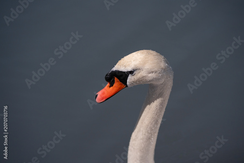 Close-up profile portrait of a graceful white mute swan head and neck against a soft dark background with blank copy space. Majestic white swan head shot showcasing detailed wet feathers 
