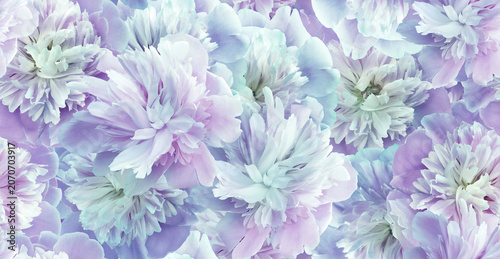 Seamless floral  background. Flowers peonies and petals peonies. Greeting card.