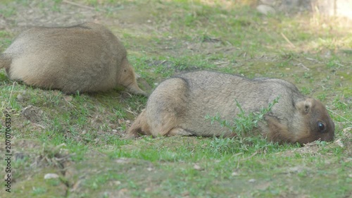 Two bobak marmots look for food and dig the ground on a green glade. Fluffy rodents graze in the grass inside a zoo or nature reserve
