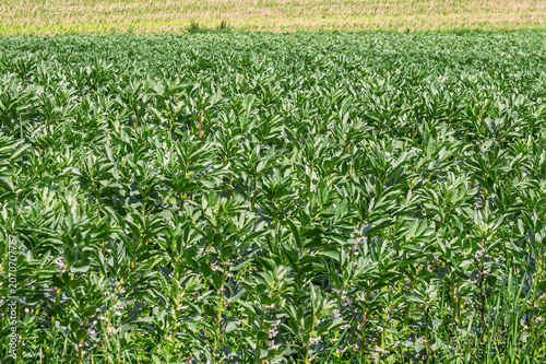 Foto Green broad bean crop growing in agricultural field during summer
