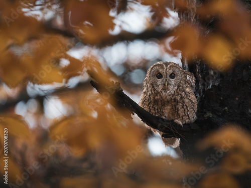 Tawny owl in the autumn forest