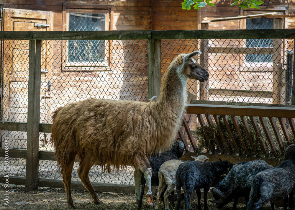 Fototapeta premium A llama (Lama glama) at the Dobrich Zoo in Bulgaria 