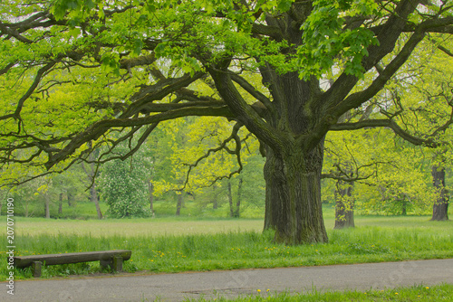 Große alte Eiche im Park neben einem Fußweg mit Holzbank im Frühling