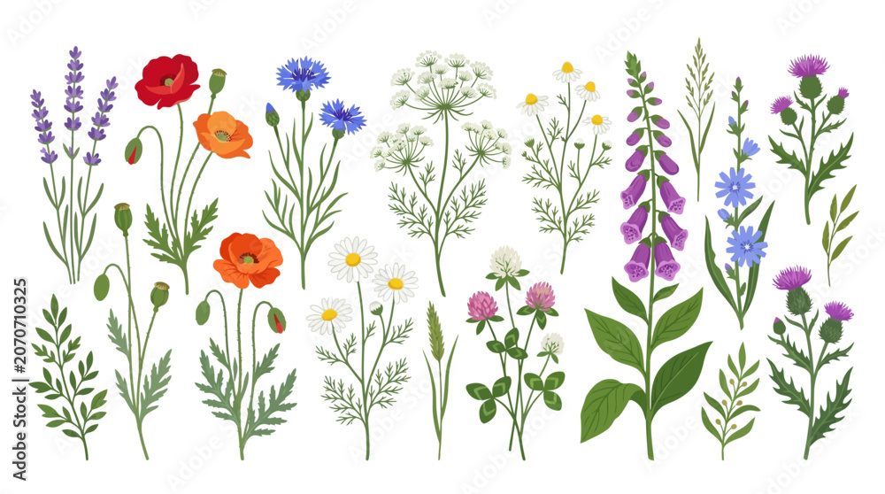 Fototapeta premium Vibrant Wildflowers Collection: Poppies, Lavender, Foxglove, Daisies, Thistle