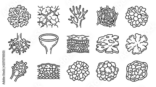 Lichen anatomy and morphology scientific line art illustration set.