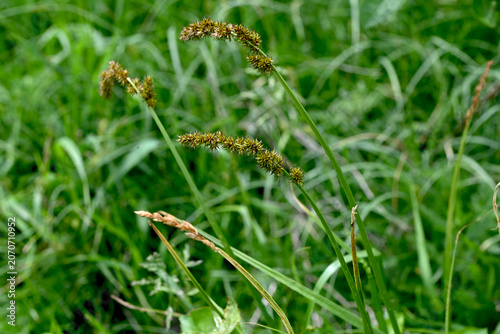 Fox sedge (Carex vulpina) growing in a wet green meadow near the pond