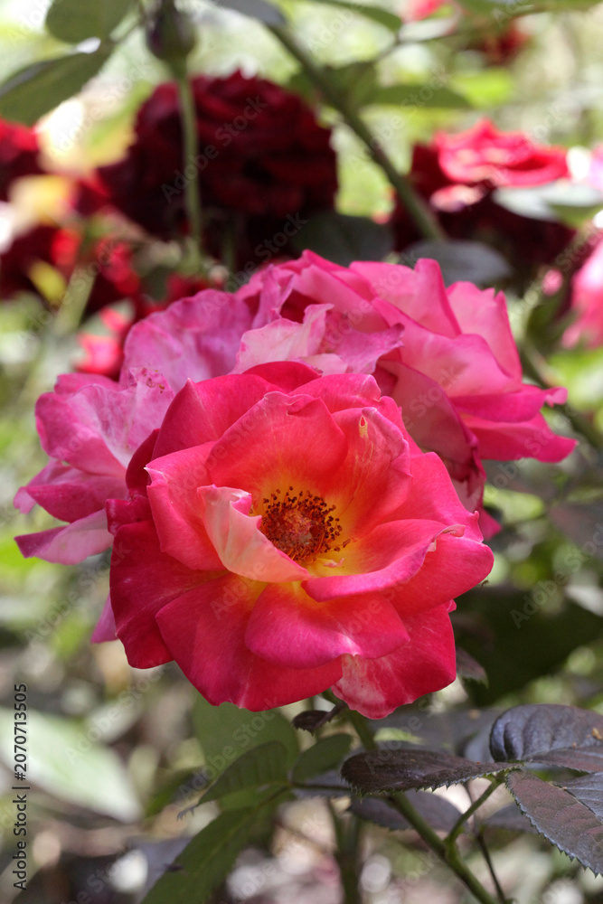 Fototapeta premium Portrait of beautiful colorful rose