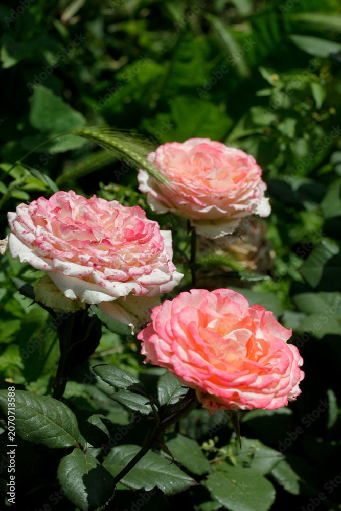 Fototapeta premium Portrait of beautiful colorful rose