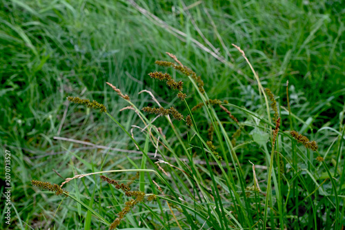 Fox sedge (Carex vulpina) growing in a wet green meadow near the pond