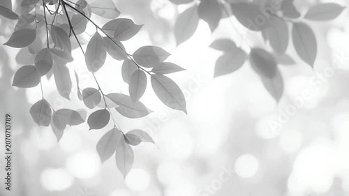 Monochrome leaves on branches with soft bokeh background