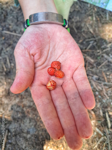 A person open hand holding four freshly picked tiny wild red strawberries outdoors with a blurred natural ground background.