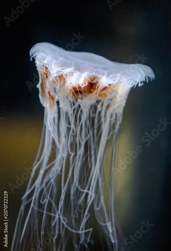Foto Sea jellyfish with long tentacles