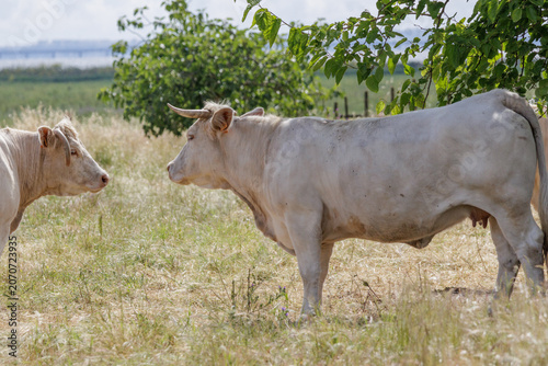 White cows grazing on dry summer pastureland