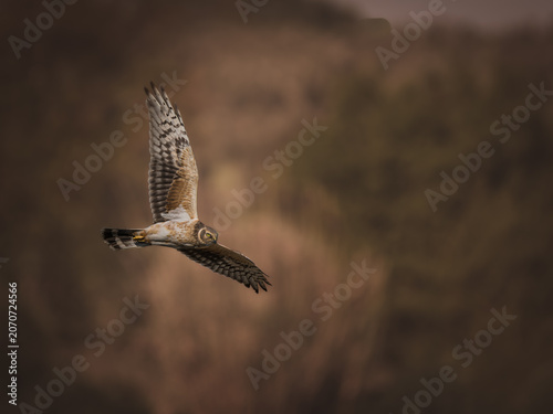 teppe Harrier (Circus macrourus) in flight against a blurred natural background