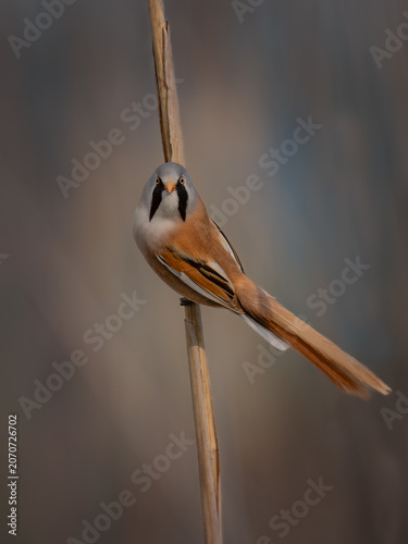earded Reedling perched on a reed stem, close-up portrait