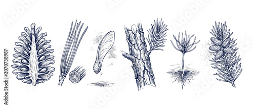 Schilderij op canvas Pine tree botanical illustration set showing conifer life cycle stages from cone seed to seedling sprout and bark texture in vintage hand drawn sketch style for forestry biology education