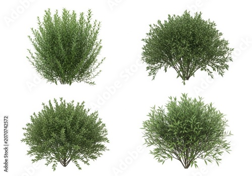 Set of four different green garden bushes and small shrubs isolated for landscape design projects and nature graphics