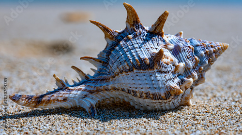 Intact Murex pecten shell resting on compressed fine silica sand, spiral architecture casting hard shadow across ribbed outer surface, macro conchology study, coastal natural specimen in pristine mi