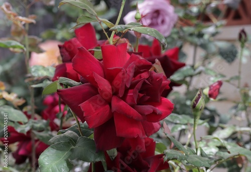 wine red rose in the garden