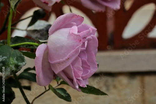 Purple rose flower