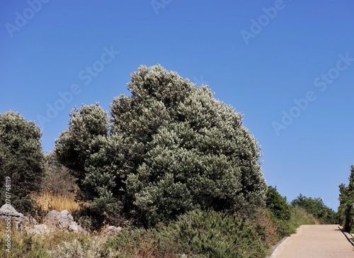 olive tree in the wind 