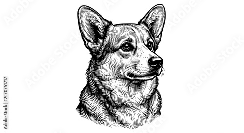 Foto corgi portrait, corgi head, erect ears dog, black and white dog art, corgi illus