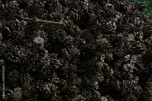 Fotografía Dense background texture of brown pine cones piled up together in a natural coni
