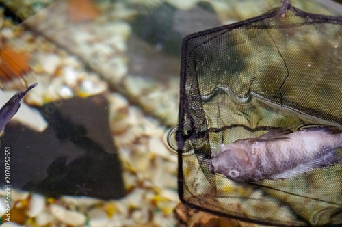 removing a dead fish from aquarium