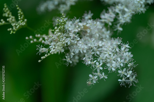 Obraz na płótnie Beautiful white meadowsweet filipendula ulmaria flowers blooming on a bush in su