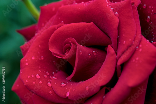 Water drops on red rose petals