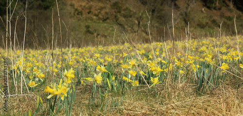 Großes Feld mit wilden gelben Narzissen auf einer Frühlingswiese im ländlichen Raum