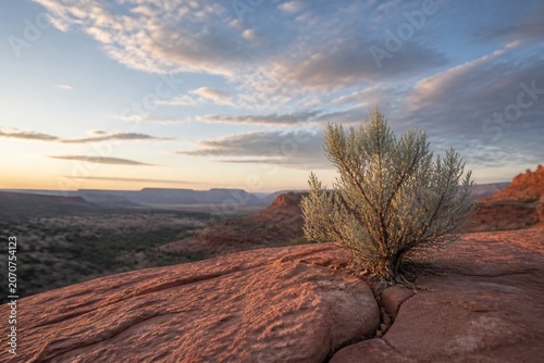 Resilient sagebrush plant growing from a crack in red sandstone under a desert sky.
