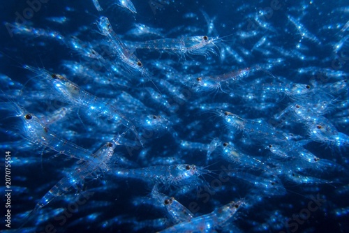 Dense swarm of krill with bioluminescent glow in deep blue ocean water.