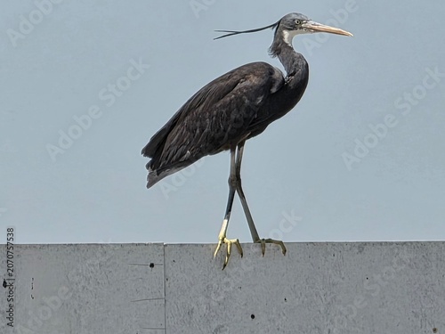Fotografie great blue heron ardea cinerea