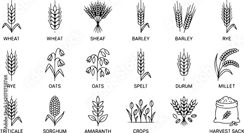 Set of cereal grain types and agricultural crop plant icons vector with agriculture vector