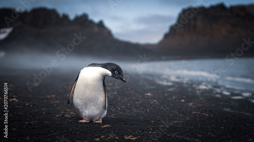 Tableau sur toile Lone Adélie Penguin on Volcanic Black Beach in Misty Antarctic Cove
