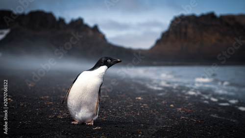 Lone Adélie Penguin on Volcanic Black Beach in Misty Antarctic Cove