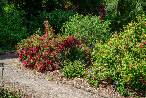 Rose Garden Row 8