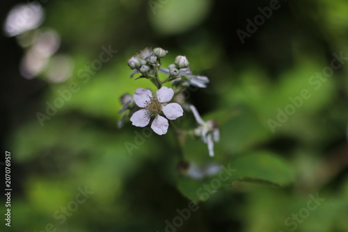 Wild blackberry flower blossom close up