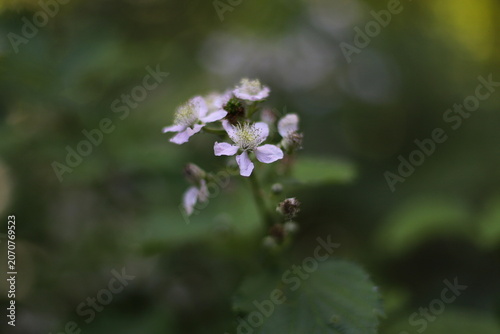 Wild blackberry flower blossom close up